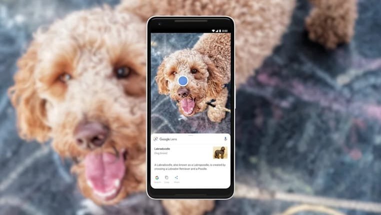 lens-dog-1728040662